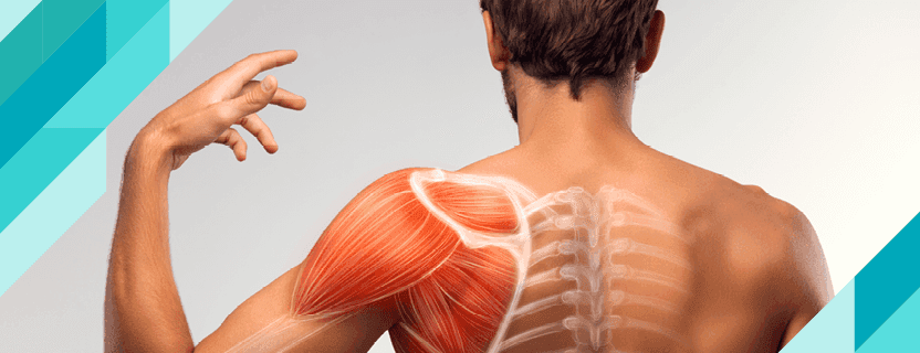 What is Muscle Hypertrophy? How Does Muscle Hypertrophy Happen?