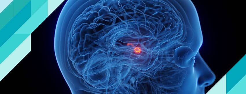 What is the Amygdala? What Does It Do?